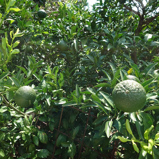 Surrounded by mandarin trees