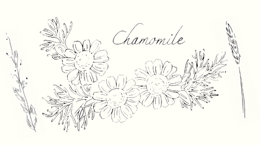 Chamomile is my favorite.